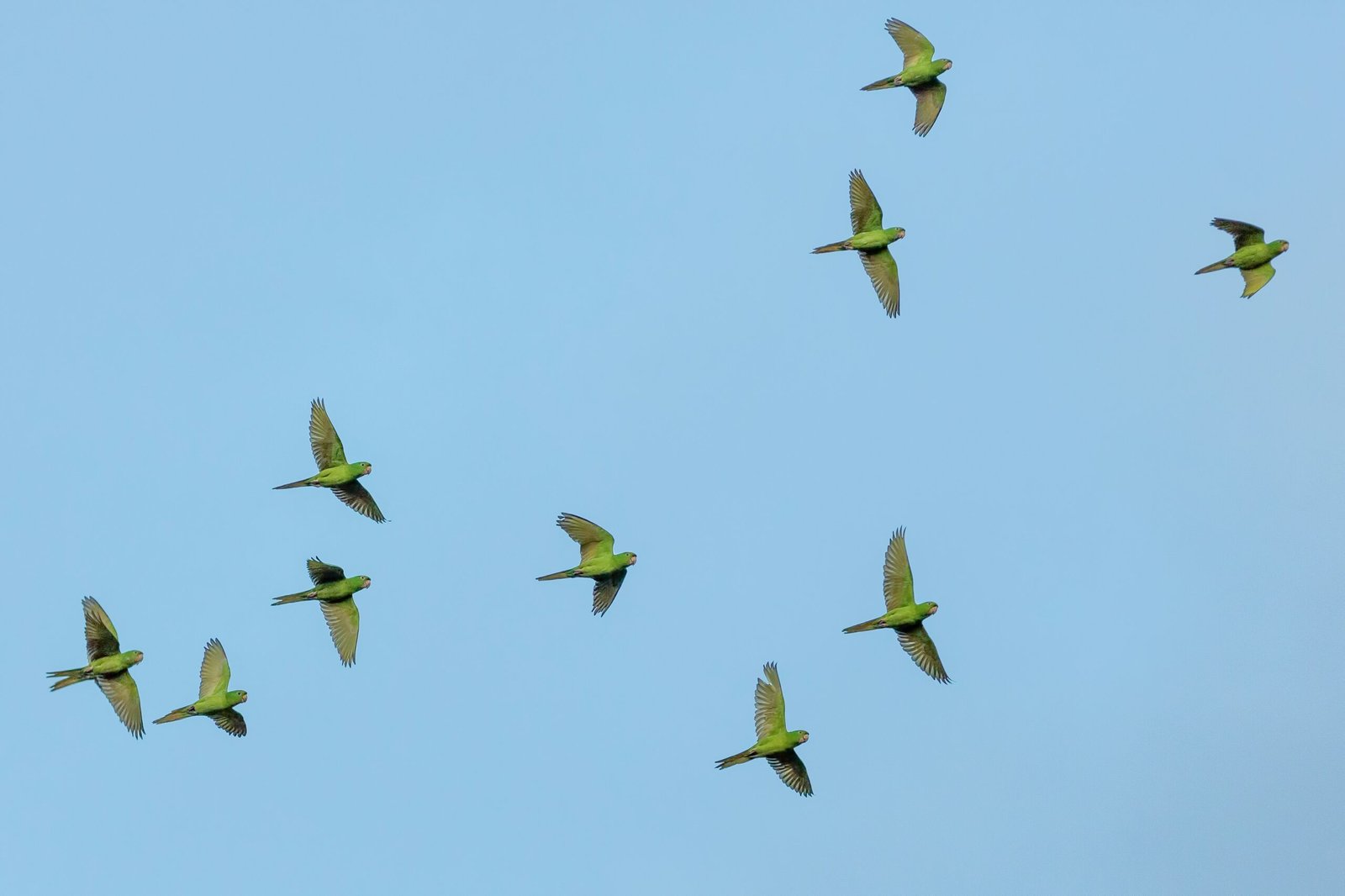 avadhuta birds